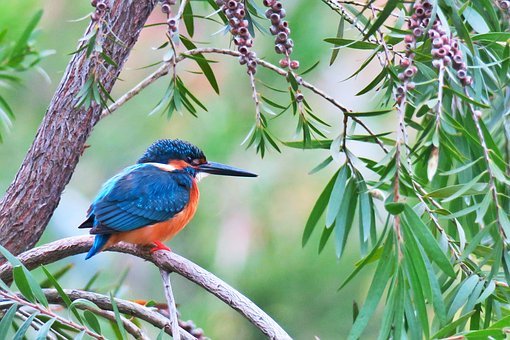 kingfisher-3165725__340.jpg