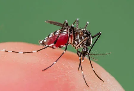 mosquito-aedes-albopictus.webp