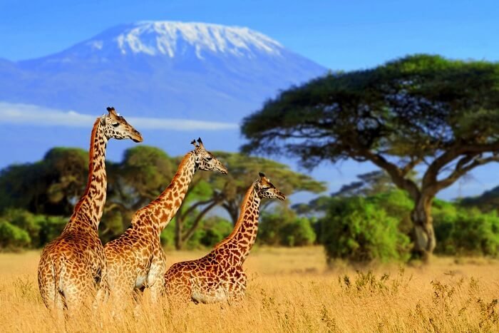 africa-safari-Cover1.jpg