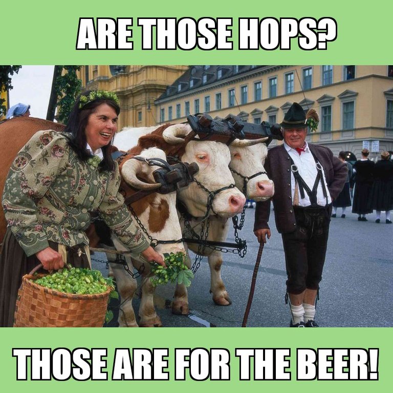 octfest_beers_steers.jpg