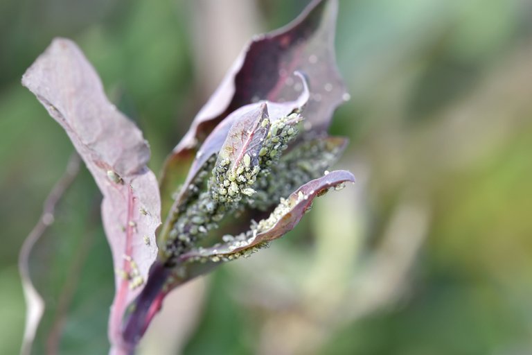 Aphids honesuckle 5.jpg