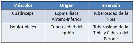 origen e insercion musculo.JPG