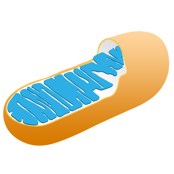 mitochondria-3016868_960_720.png