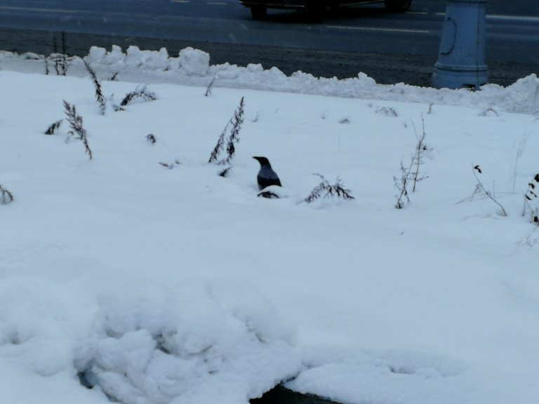 IMG_20190213_171626.jpg