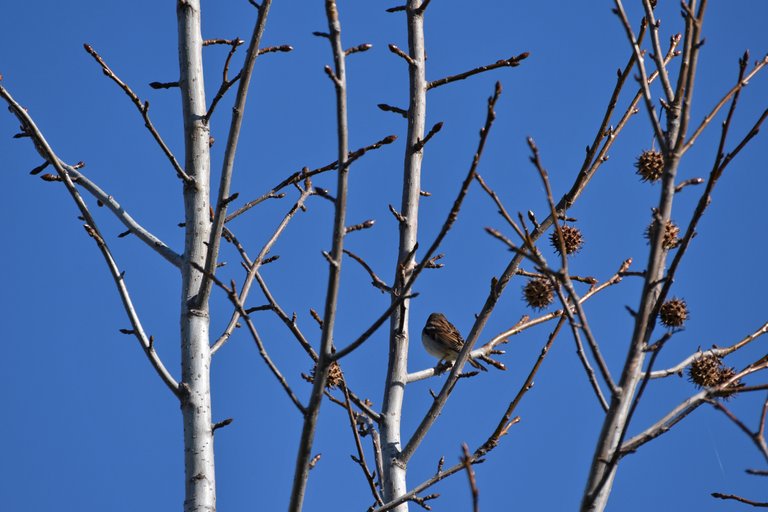 sparrow tree blue sky.jpg