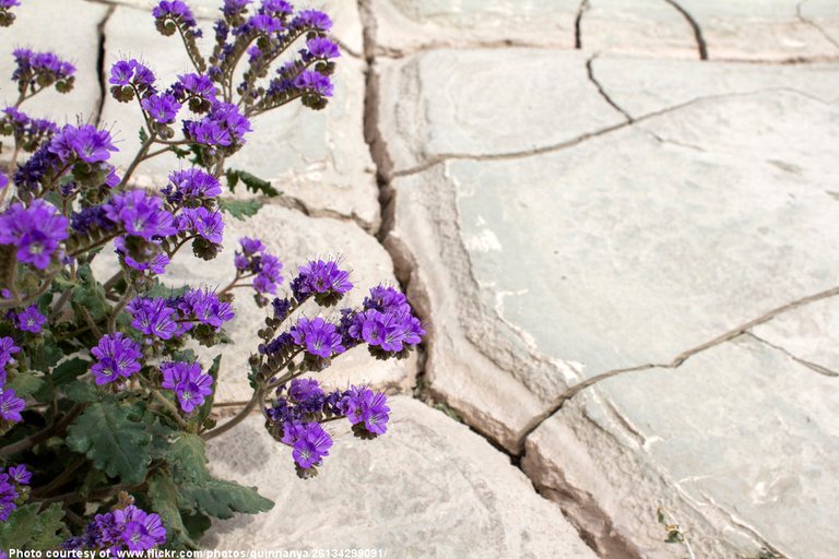 PurplrFlowersOnBrokenFlagstone-051416.jpg