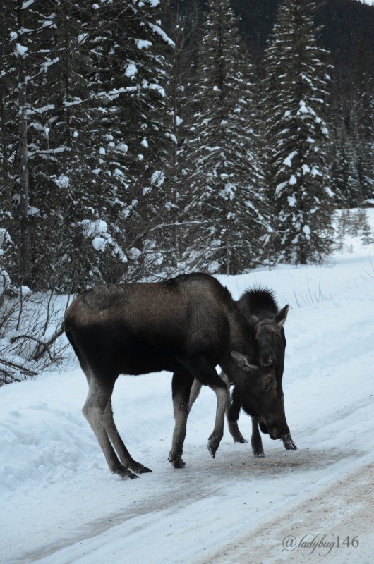moose moments (1).jpg