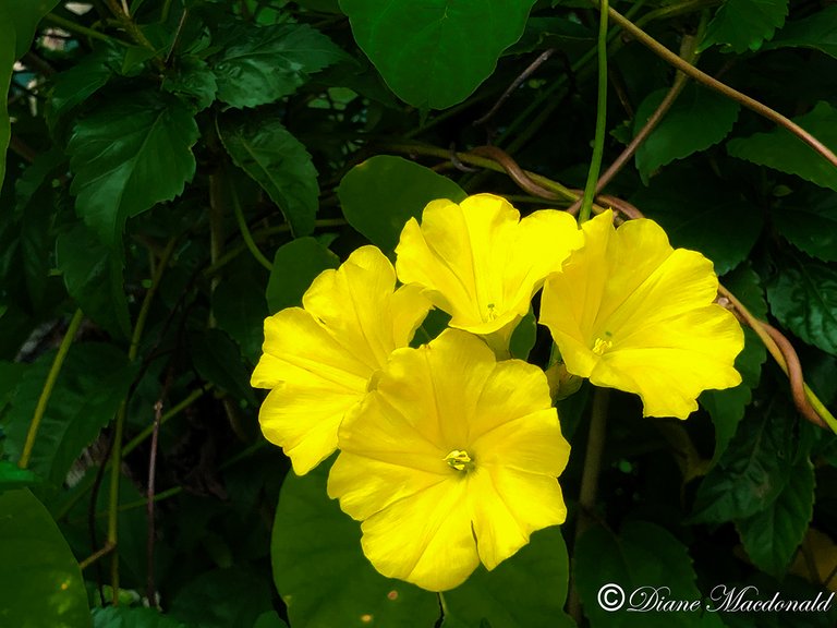 yellow flower huahine.jpg