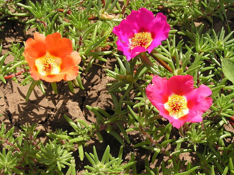 800px-Portulaca_grandiflora_in_Sedovo_002.jpg