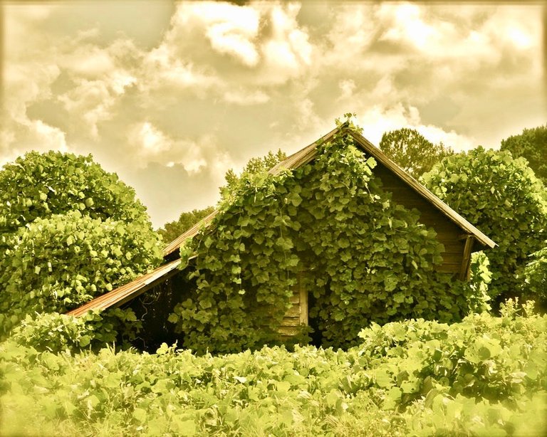 kudzu_barn_1_by_lightsabr2 4.jpg