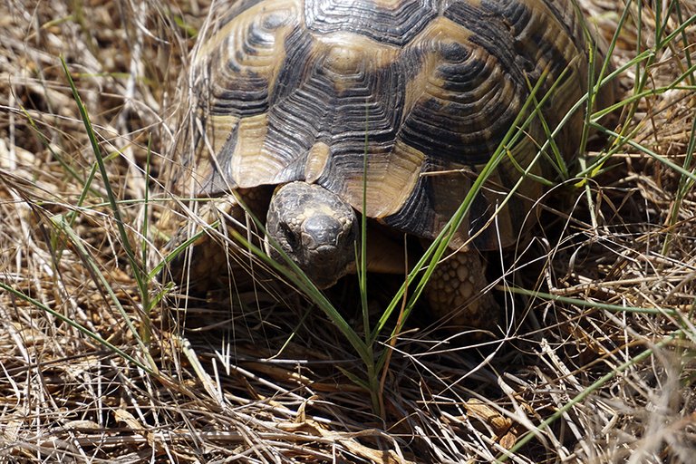 Tortoise_Close_Up_001_s.jpg