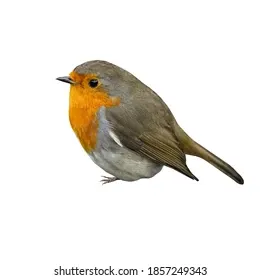 european-robin-erithacus-rubecula-known-260nw-1857249343.webp