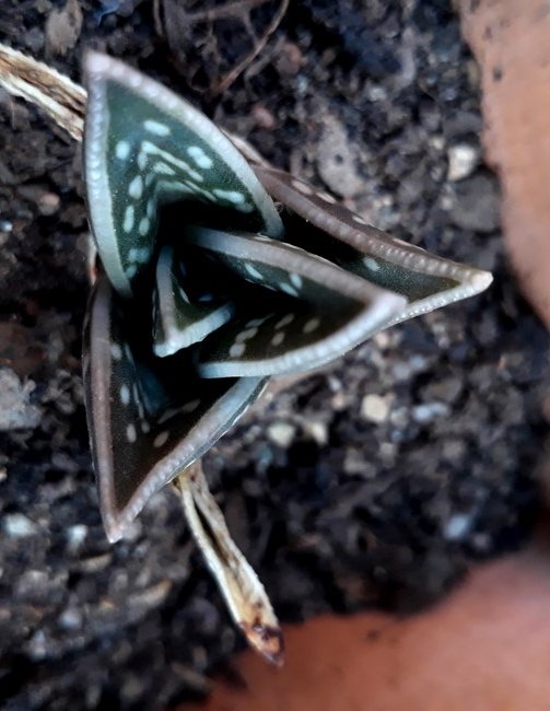 gonialoe variegata.jpg