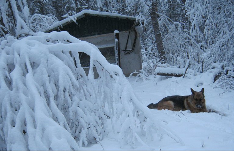 Bruno laying by well house snowy trees.JPG