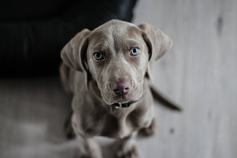 weimaraner-1381186_1280.jpg