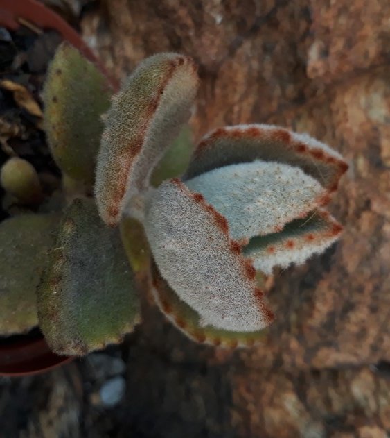 kalanchoe fang.jpg