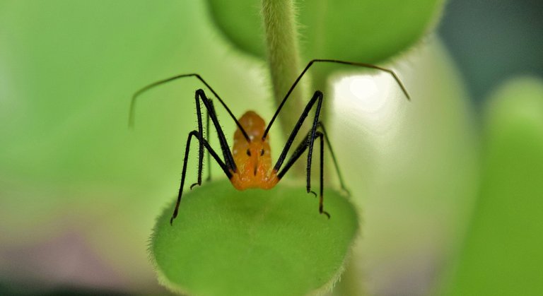 assassin-bug-nymph-1560549_1920.jpg