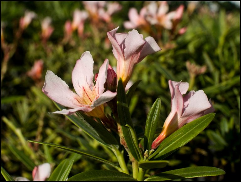 flor1-m.jpg