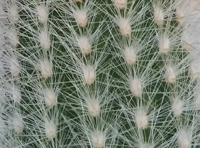 cactus (2).jpg
