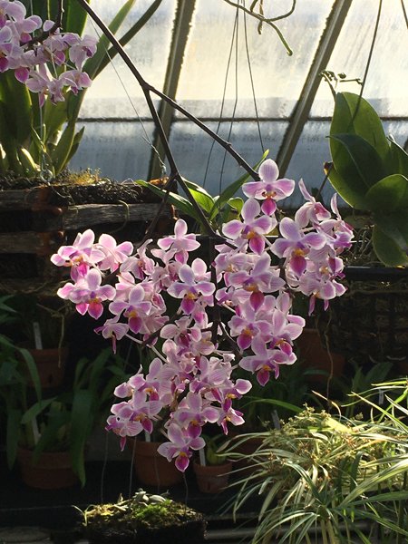 Smith Greenhouses - orchid3 crop January 2020.jpg