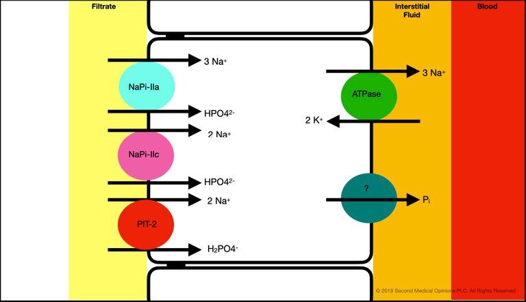 Picture Steemit Tubular Cell Phosphate Transport 1.jpg