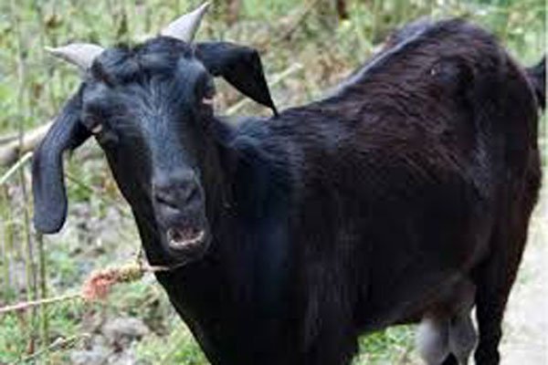 101134_bangladesh_pratidin_bdp-goat.jpg