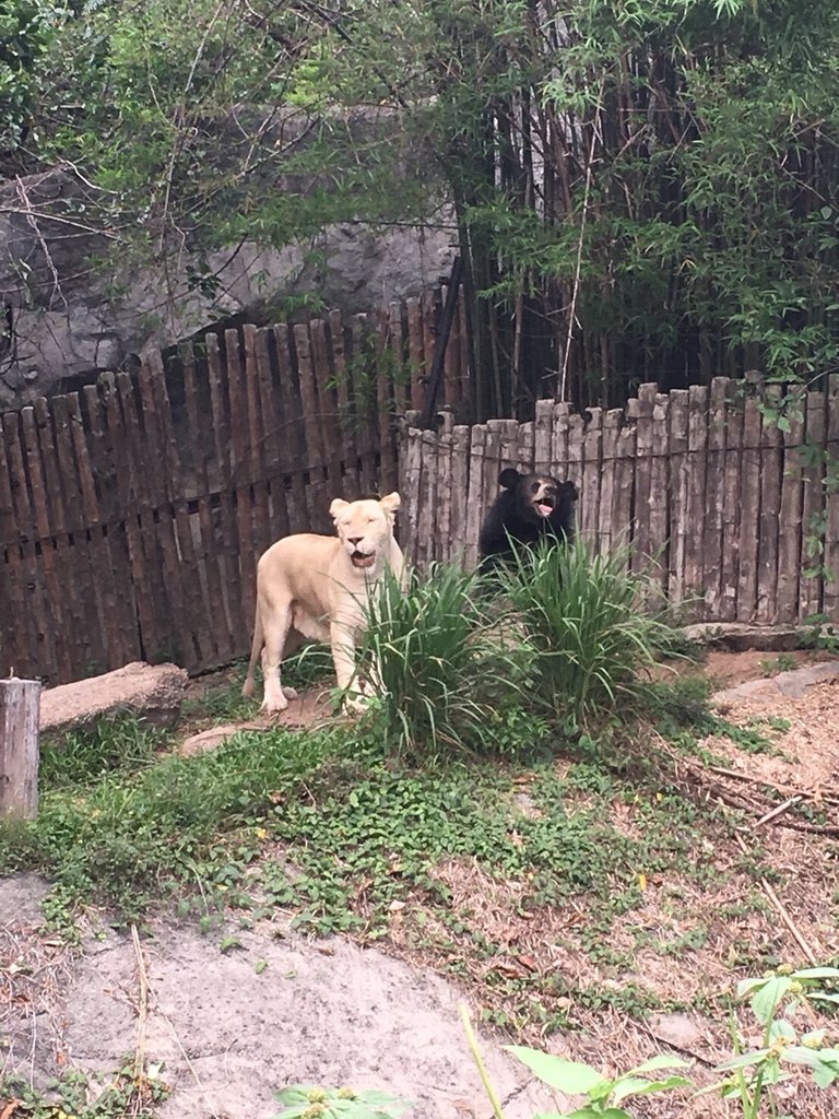 Khao Kheow Open Zoo12.jpg