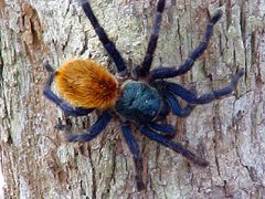 tarantula azul.jpg