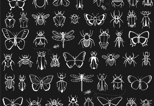 insects-drawing.jpg.653x0_q80_crop-smart.jpg