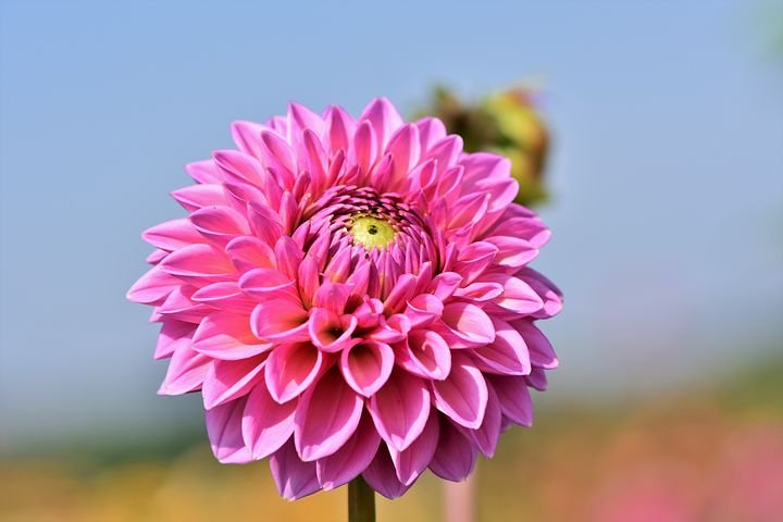 dahlia-3587372__480.jpg