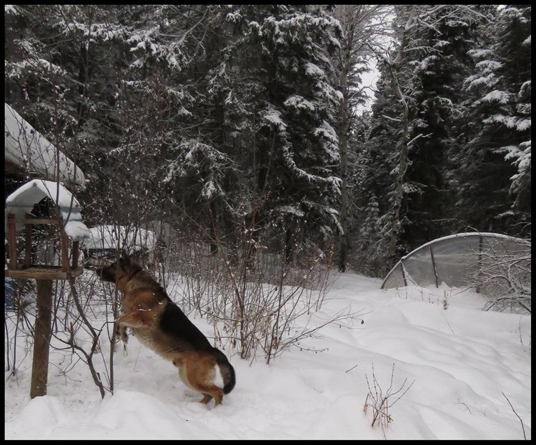 Bruno leaping up at birdfeeder.JPG