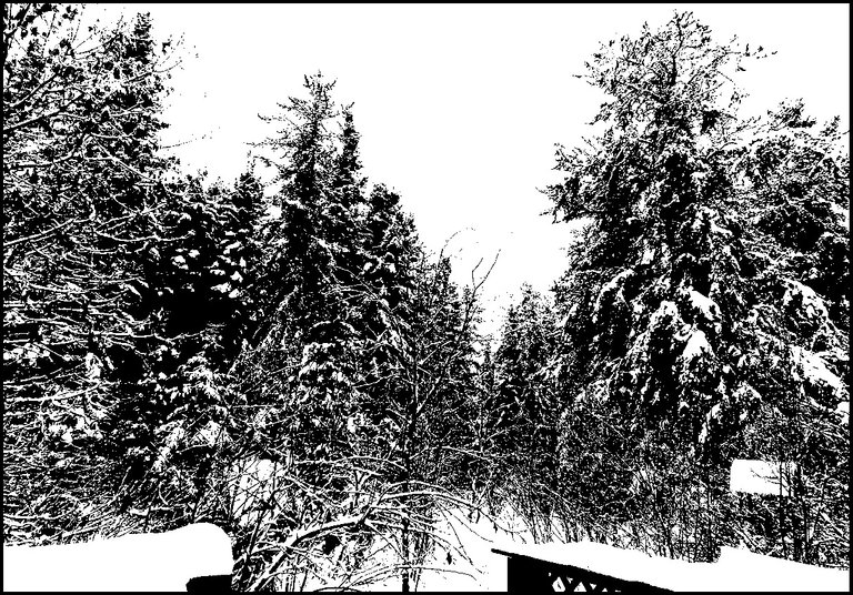 snow covered trees on path to neighbors in monochrome.JPG