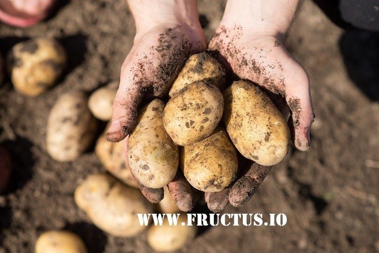 fructus crypto xfrc organic food.jpg