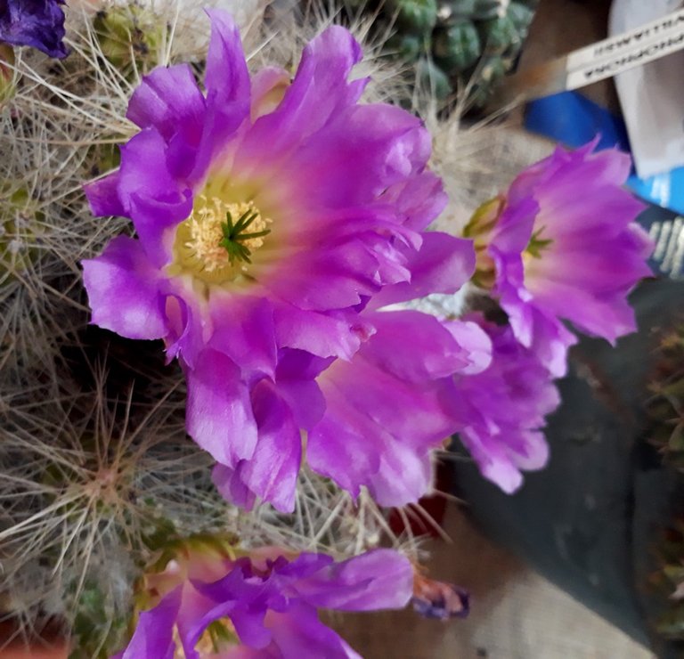 cactus flowers.jpg