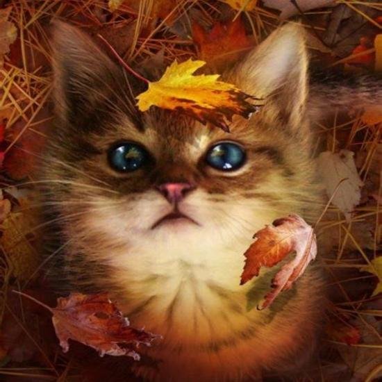 cat autumn Blessings111.jpeg