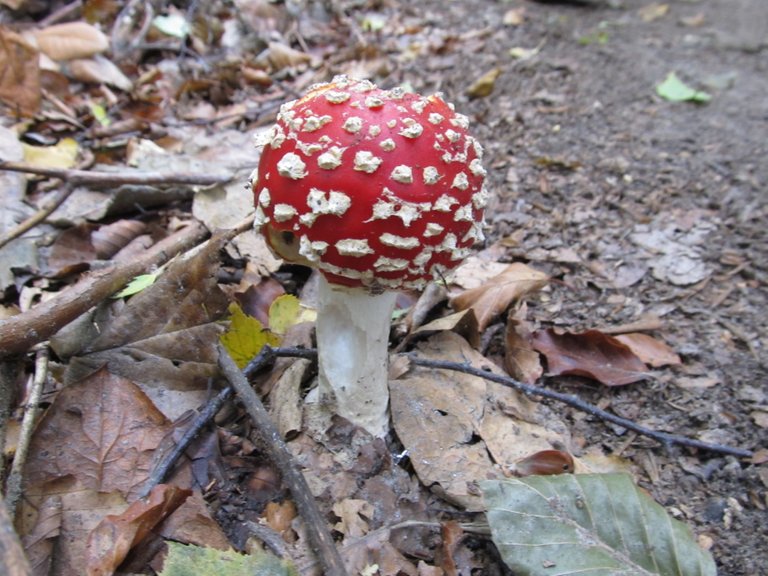 Fly Agaric.JPG