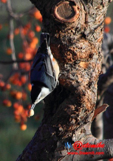White-breasted Nuthatch PFW22.jpg
