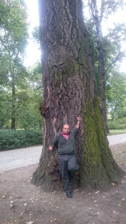 a-huge-tree-trunk-that.jpg