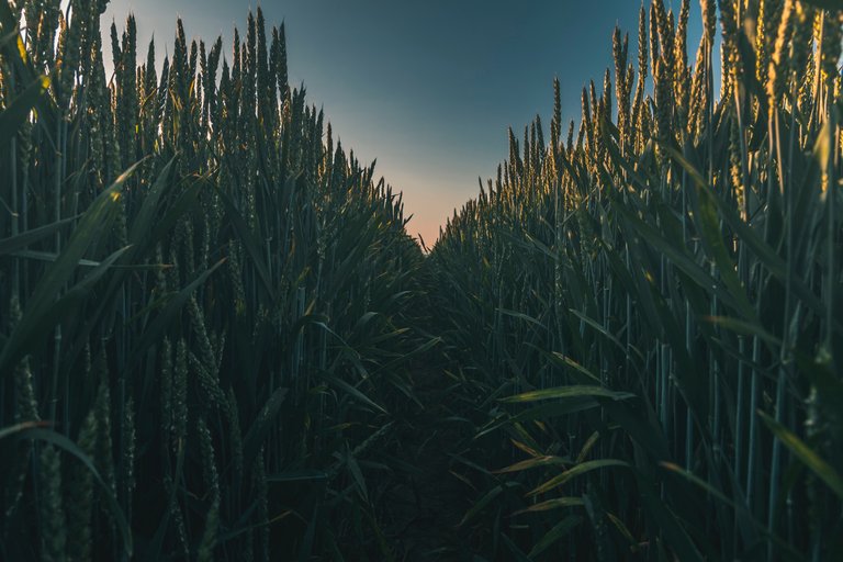 agriculture-close-up-corn-field-1137332.jpg