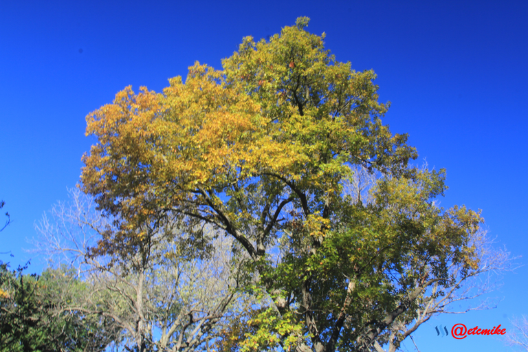 fall trees colors landscape fall-colors fontenelle-forest Fall02069.png