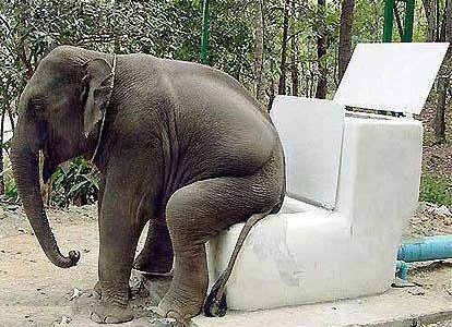 elephant-sit-on-toilet-seat-funny-picture-5qq0f1y.jpg