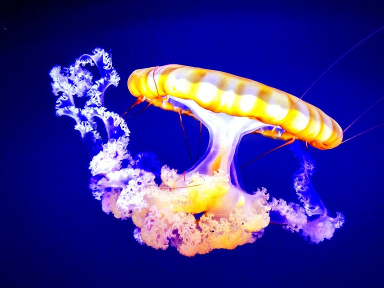 jellyfish_aquarium_ocean_underwater_jelly_floating_aquatic_tropic-618187.jpg!d.jpeg