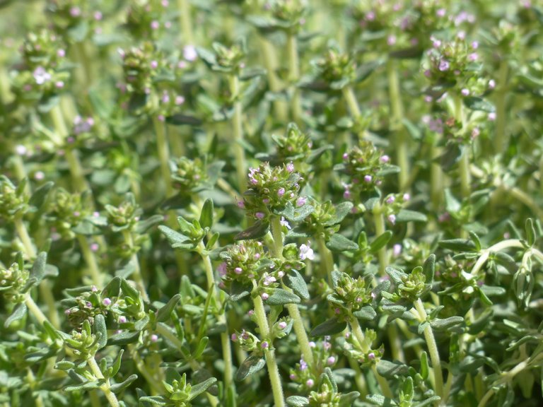 thyme-115379_1920.jpg