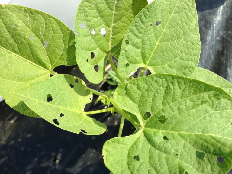 bean-leaf-beetle-feeding-damage-on-green-beans-1r2v8z1.jpg