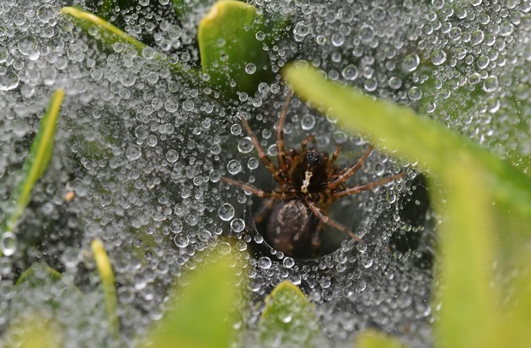 spider waterdrops tunnel 2.jpg