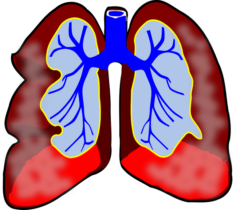 lungs.png