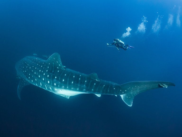 whaleshark.jpg