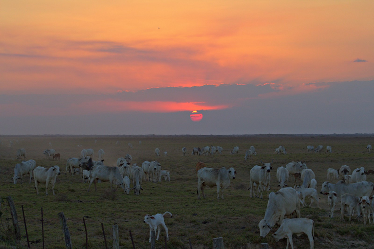 Los_Llanos_Venezolanos_(8586243117).png