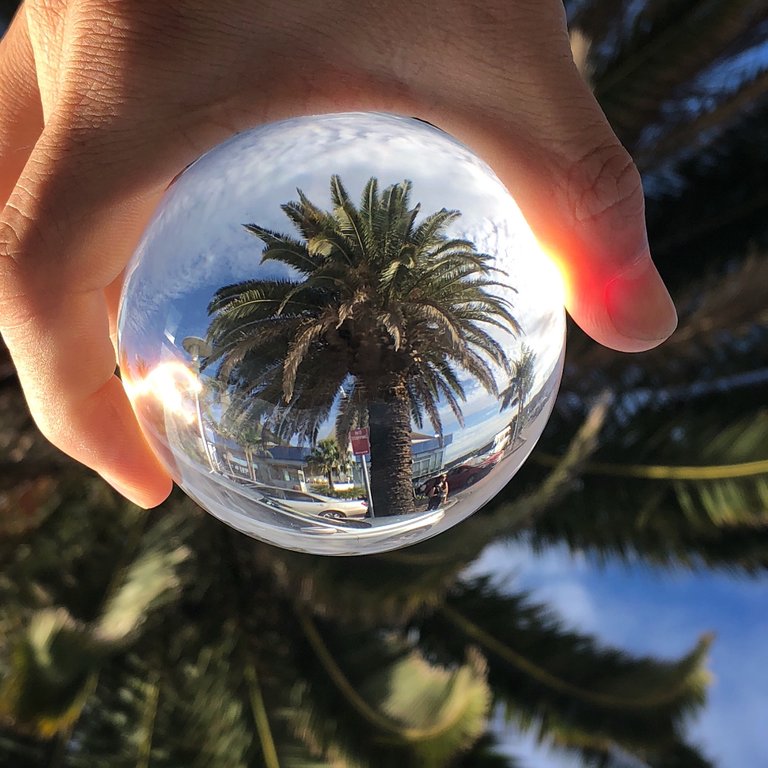 Palm tree through a lensball