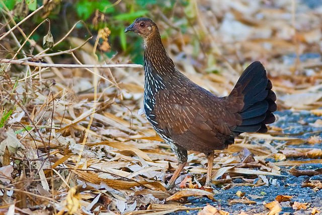 grey junglefowl female (1).jpg